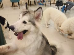 -安格丽娜·狗咖·猫咖羊驼咖(春熙路百盛商场店)