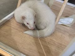 -大视光学•LINDBERG林德伯格•全球手工眼镜集合店(王府井店)