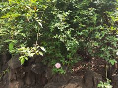 -洛阳市牡丹公园