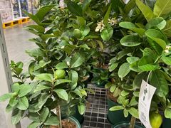 -山姆会员商店(西溪店)
