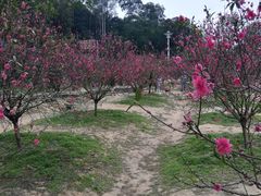 -南国桃园旅游度假区