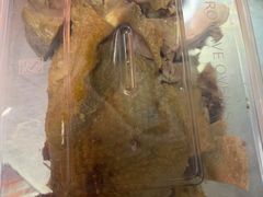 -小辣娇·老成都传统川菜(鹭港店)