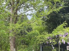 -都江堰中华大熊猫苑