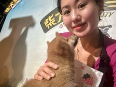 -柴犬高等学院·狗咖·柴犬售卖·宠物训练