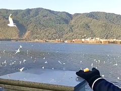 -海埂大坝