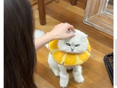 -爱妮康宠物医院·干细胞免疫细胞·肿瘤·心脏(张江店)