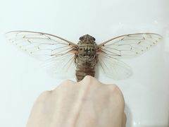 -上海昆虫博物馆