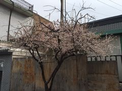 -西宁市东关清真大寺