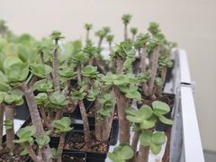 -龙大花卉苗木市场