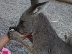 -费瑟代尔野生动物园