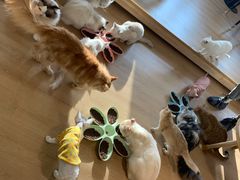 -猫腻·猫咖·撸猫馆(星光大道店)