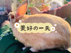 -上海佘山世茂艾美酒店