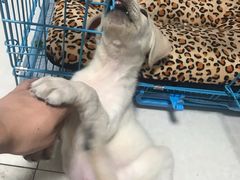 -翊宠yipet猫狗购宠庄园犬舍•猫舍