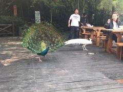 -天目湖山水园