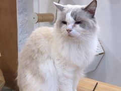 -楼上猫咖(罗湖店)