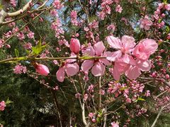 -大兴滨河森林公园