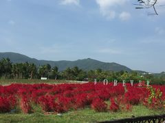 -亚龙湾国际玫瑰谷