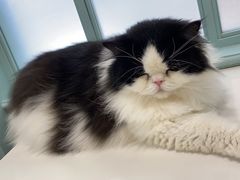 -安格丽娜·狗咖·猫咖羊驼咖(春熙路百盛商场店)