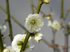 -无锡梅园公园