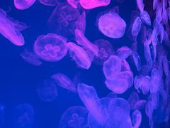 -多彩贵州城极地海洋世界