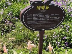 -枫林花海