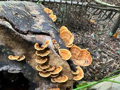 -海南热带雨林国家公园吊罗山景区