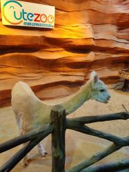 -酷嗒动物文化乐园(cutezoo西溪乐天城店)