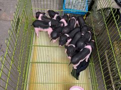 -中环花鸟鱼虫市场