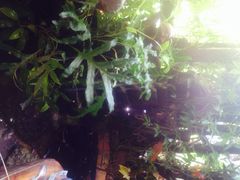 iphone_upload_pic-自然餐厅(Phuket)