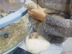 -神奇动物撸宠馆·羊驼·小浣熊·异宠(豫园店)