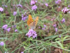 IMG_0713_副本-紫海香堤香草艺术庄园