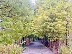 -溱湖国家湿地公园