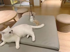 -猫腻·猫咖·撸猫馆(星光大道店)