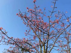 -风云岭森林公园