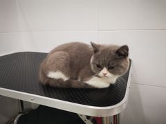 -伟伟宠物医院·瑞派猫友好医院·猫科(光谷店)