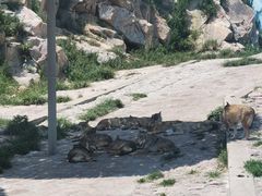 -西霞口神雕山野生动物世界