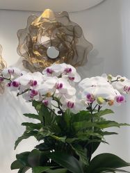 -YESIDO椰岛美容