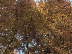 -白鹭湾湿地公园