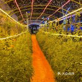 🌟大凉山的柴火鸡就是够味