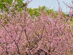 -武汉大学图书馆·文理学部总馆