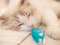 -飞行喵MR PILOT|猫舍·猫咖(静安大融城店)