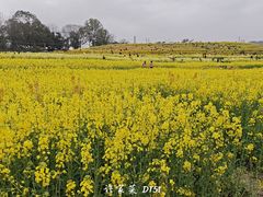 -三圣花乡旅游区