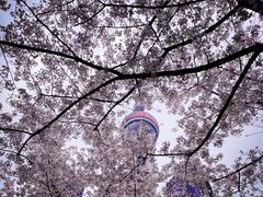 -东方明珠广播电视塔