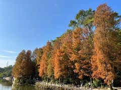 -深圳仙湖植物园