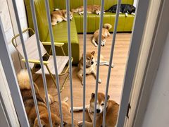 -是阿柴呀！柴犬咖啡·爱喵喵猫咖