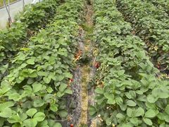 -桃园农庄·桃源宴