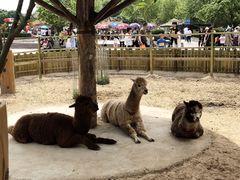 -石家庄市动物园