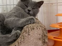 -我爱猫咪·猫咖·狗咖·安哥拉兔·羊驼咖(小寨华旗店)