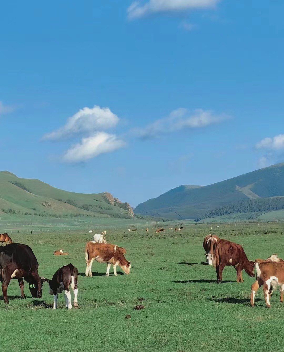 坝上草原自由行4日自游之旅