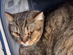 -艾贝尔宠物医院·24H转诊中心·肿瘤猫专科(江宁双龙店)
